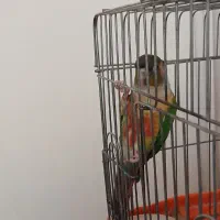 طوطی گرینجیک