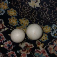 یک جفت سنگ اسیاب اصل به فروش میرسد