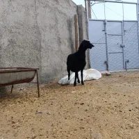 شیشک جوان قصر نزایده