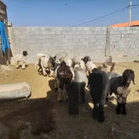 بره نر|حیوانات مزرعه|شیراز, بازار|دیوار