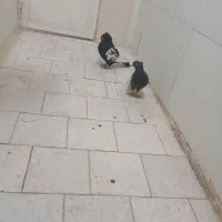 کفتر سینه سیاه