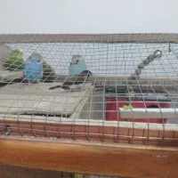 مرغ عشق انگلیسی و فنچ