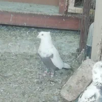 کبوتر|پرنده|شیراز, شهرک مهدیه|دیوار