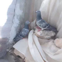 پلاکی نروماده