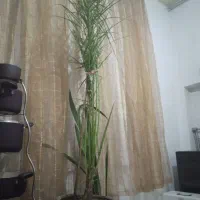 سانسور یا با خرما10ساله|گل و گیاه طبیعی|شیروان (خراسان), |دیوار