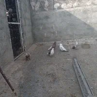 تعدادی کبوتر پرشی بفروش میرسد