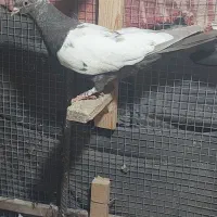 ماده سینه قهوه ای