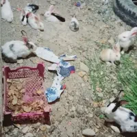 خرگوش بزرگ برای نسل کشی
