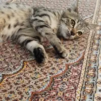 گربه با مزه|گربه|ارومیه, |دیوار