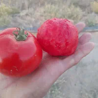 گورجه خالس گوشتی ربی منطقه فریمان با آب قنات|خوردنی و آشامیدنی|مشهد, هفده شهریور|دیوار
