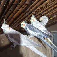 عروس هلندی