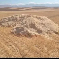 کاه گندم