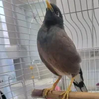 مرغ مینا کاملا رام سخنگو پرحرف