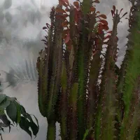 گلهای‌آپارتمانی