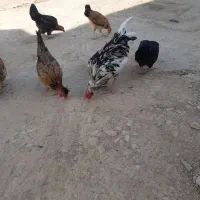 خروس چهل تاج