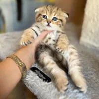 توله گربه بریتیش|گربه|شیراز, دکتر حسابی|دیوار