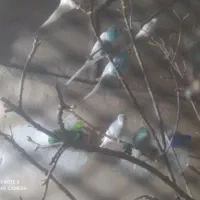 باسلام تعدادی پرنده