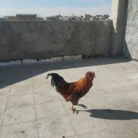 خروس چهل تاج|حیوانات مزرعه|لنجان, |دیوار
