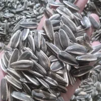 پخش عمده تخمه آفتابگردان