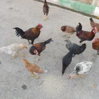 خروس ژاپنی