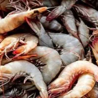 فروش انواع ماهی و میگو بسیار با کیفیت