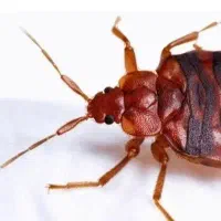 سم کنترل ساس تخت خوابی 100تضمینی