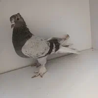 کفتر سبز دم سفید|پرنده|فردیس, شهرک ناز|دیوار