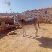 خر جوان یک سال