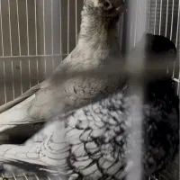 جفت بلاندنیت سیلور