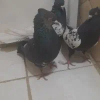 کبوتر کله سیاه|پرنده|شیراز, ارم|دیوار