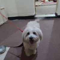 سگ ماده 5ساله.نژاد شیتزو کراس