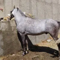 اسب نریون  نژاد کرد رنگ ابرش