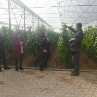 دوره جامع مدیریت گلخانه صیفیجات وپرورش قارچ|خدمات آموزشی|نجفآباد, امیرآباد|دیوار