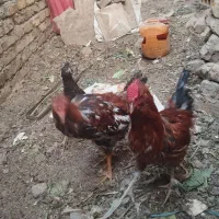 خروس ومرغ محلی