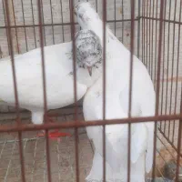 کبوتر|پرنده|رشت, جانبازان|دیوار