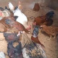 خروس محلی جوان|حیوانات مزرعه|ایوان, |دیوار