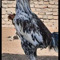 خروس لاری|حیوانات مزرعه|سبزوار, شهرک جهاد|دیوار