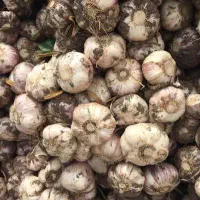 سیر مغان صادراتی