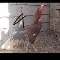 خروس لاری