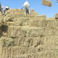 کاه کلش برنج پرس بزرگ(40هزار عدد)کنار جاده