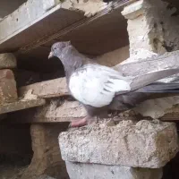 سینه ایی|پرنده|مسجد سلیمان, |دیوار