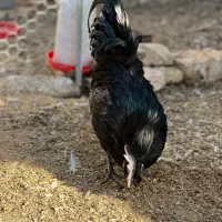 خروس ایام سمانی