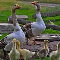 جوجه غاز محلی ترجیا با مادر باشه