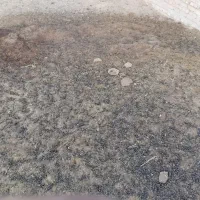 کودگوسفندی|خدمات باغبانی و درختکاری|اشتهارد, |دیوار