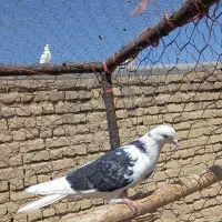 کبوتر پرشی|پرنده|گلپایگان, |دیوار