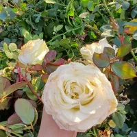 فروش انواع درخت و گل