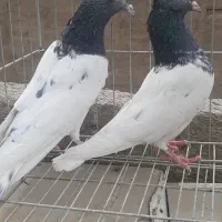 کبوتر      پاکدشت  مامازن|پرنده|پاکدشت, پاکدشت (مامازند)|دیوار