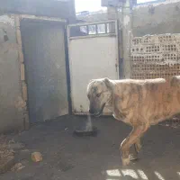 سگ گمشده|حیوانات|چناران, |دیوار