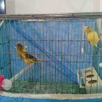 قناری|پرنده|تاکستان, |دیوار