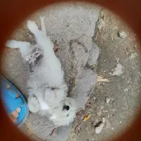 واگذاری پاکوتاه ۳ ماه ریز معاوضه با لاری